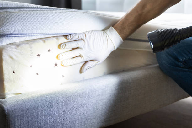 Best Residential Pest Control  in Mount Pleasant, SC