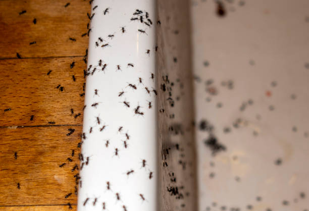 Best Termite Control Services  in Mount Pleasant, SC