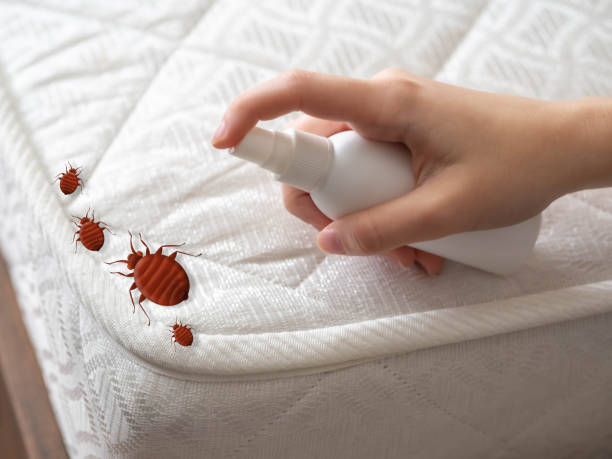 Best Termite Control Services  in Mount Pleasant, SC