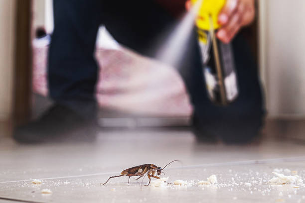 Best Spider Control Near Me  in Mount Pleasant, SC